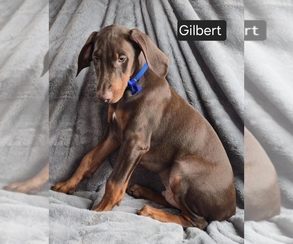 Medium Photo #4 Doberman Pinscher Puppy For Sale in POMEROY, OH, USA