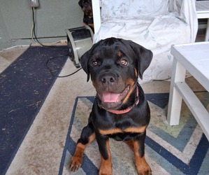 Medium Rottweiler