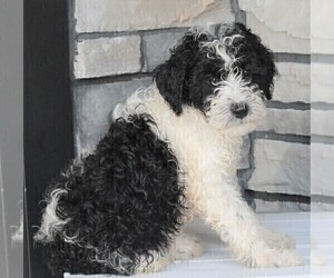 Poodle (Miniature)-Sheepadoodle Mix Puppy for sale in FREDERICKSBURG, OH, USA