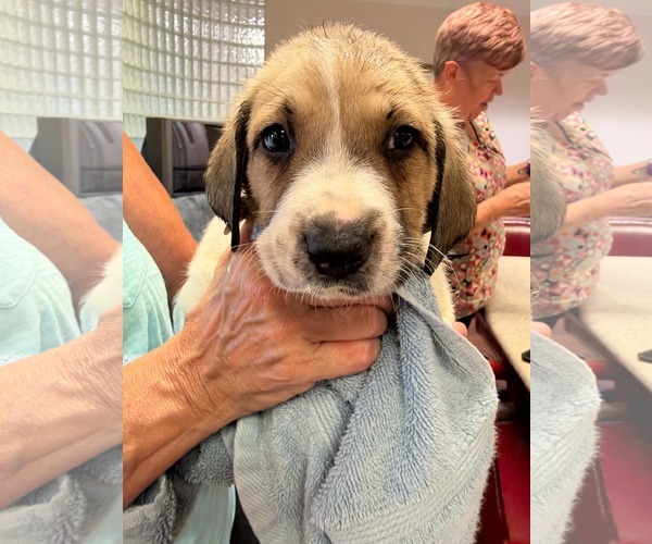 Medium Photo #2 Anatolian Shepherd-Unknown Mix Puppy For Sale in Holly Springs, NC, USA