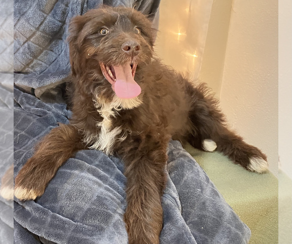 Full screen Photo #1 Border Collie-Goldendoodle Mix Puppy For Sale in HILLSBORO, WI, USA