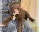 Small Photo #1 Border Collie-Goldendoodle Mix Puppy For Sale in HILLSBORO, WI, USA