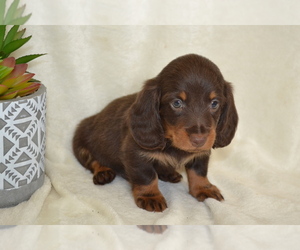 Medium Dachshund