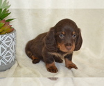 Puppy Snoopy Dachshund
