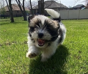 Shih Tzu Dog for Adoption in RICHMOND, Michigan USA