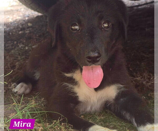 Medium Photo #2 Great Pyrenees-Unknown Mix Puppy For Sale in Alexander, AR, USA