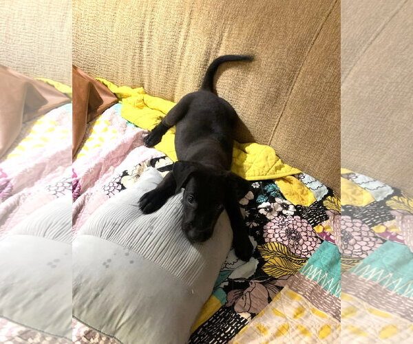 Medium Photo #2 Great Dane-Unknown Mix Puppy For Sale in Wheaton, IL, USA