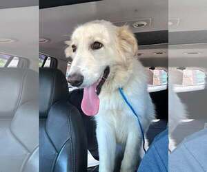 Great Pyrenees-Unknown Mix Dogs for adoption in Dallas, TX, USA
