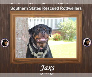 Rottweiler Dogs for adoption in White Hall, AR, USA