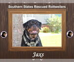 Small Rottweiler