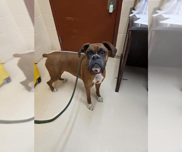 Medium Photo #1 Boxer Puppy For Sale in Center Township, PA, USA