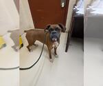 Small Boxer