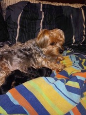 Mother of the Yorkshire Terrier puppies born on 10/24/2018