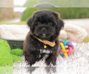 ShihPoo Puppy for sale in SYRACUSE, IN, USA
