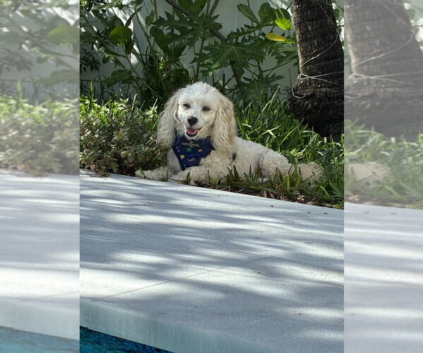 Medium Photo #6 Poodle (Miniature)-Unknown Mix Puppy For Sale in Plantation, FL, USA