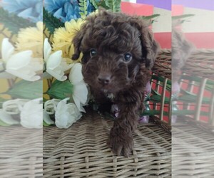 Goldendoodle (Miniature) Puppy for sale in KNOX, PA, USA