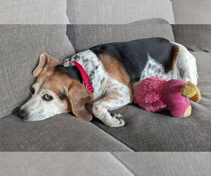 Theresa - Female Beagle Dog for Adoption - Photo #10