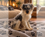 Frankie - Female Miniature Schnauzer-Unknown Mix Dog for Adoption - Small photo