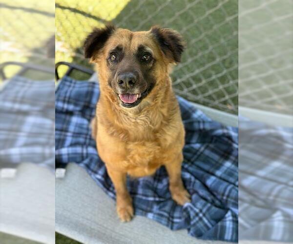 Medium Photo #2 German Shepherd Dog-Unknown Mix Puppy For Sale in Chula Vista, CA, USA