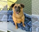 Small #1 German Shepherd Dog Mix