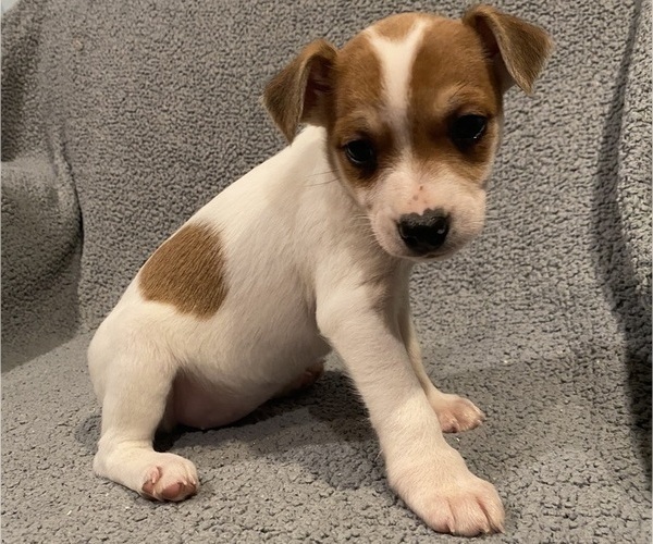 Medium Photo #30 Jack Russell Terrier Puppy For Sale in RICHMOND, MI, USA
