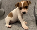 Small #29 Jack Russell Terrier