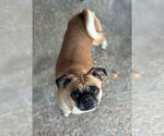 Small Pug Mix