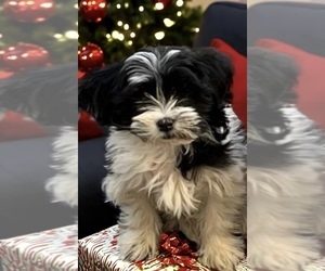 YorkiePoo Puppy for sale in WHITE, GA, USA