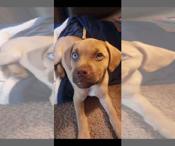 Medium Photo #2 Labmaraner Puppy For Sale in Mechanicsburg, PA, USA