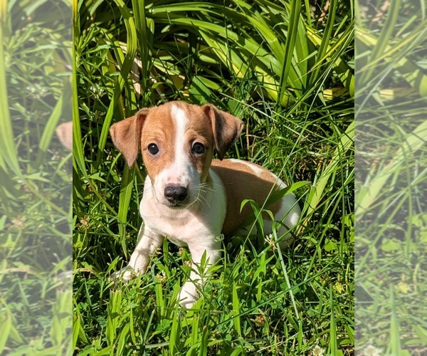 Medium Photo #1 Jack Russell Terrier Puppy For Sale in SANDOWN, NH, USA
