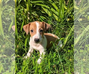Jack Russell Terrier Puppy for sale in SANDOWN, NH, USA