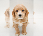 Small #4 Goldendoodle (Miniature)