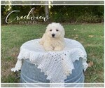 Small Photo #2 Havachon Puppy For Sale in NIANGUA, MO, USA