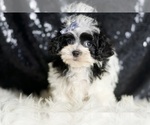 Small #4 Maltipoo