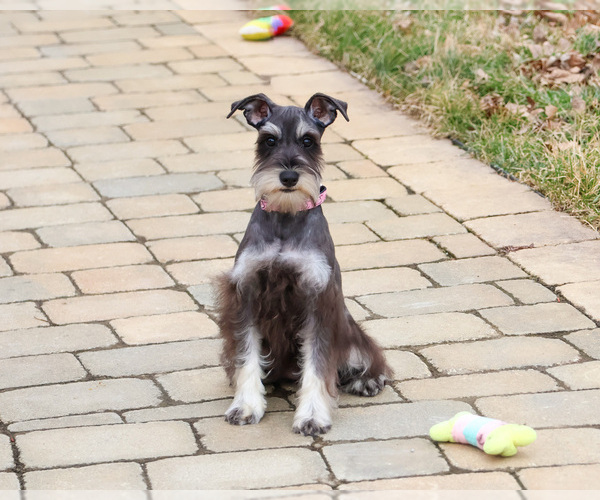Medium Photo #3 Schnauzer (Miniature) Puppy For Sale in SYRACUSE, IN, USA