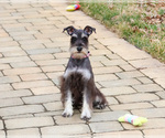 Small #2 Schnauzer (Miniature)