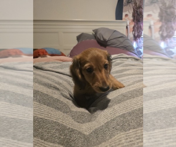 Medium Photo #2 Dachshund Puppy For Sale in TOMS RIVER, NJ, USA