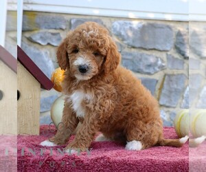 Goldendoodle (Miniature) Puppy for sale in EPHRATA, PA, USA