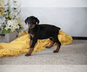 Medium Doberman Pinscher