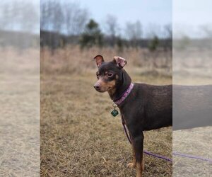 Miniature Pinscher Dogs for adoption in Park Falls, WI, USA