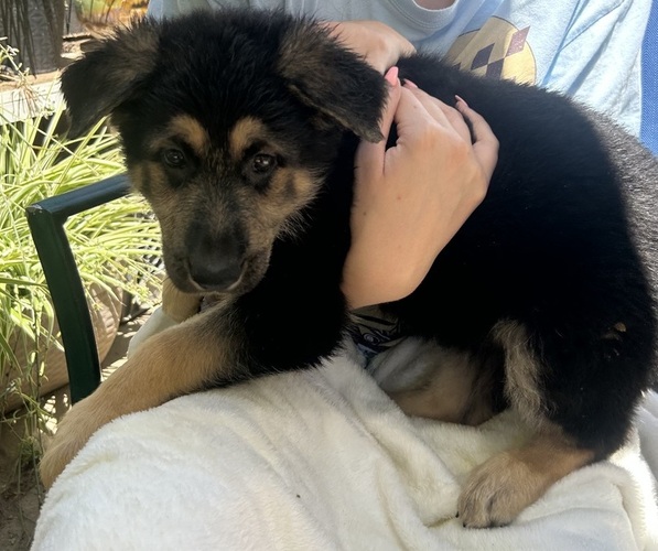Medium Photo #7 German Shepherd Dog Puppy For Sale in EL CAJON, CA, USA