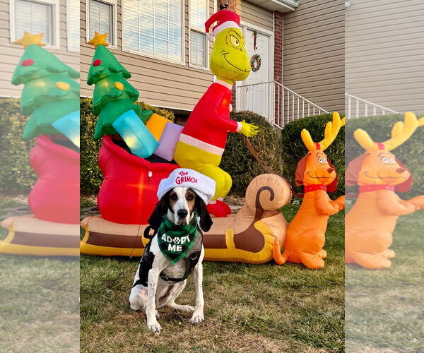 Medium Photo #3 Treeing Walker Coonhound Puppy For Sale in Sandy, UT, USA