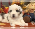 Small #8 Miniature Australian Shepherd