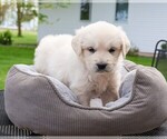 Small #3 Golden Retriever