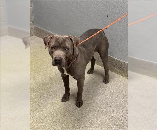 Medium Photo #1 Mutt Puppy For Sale in Las Vegas, NV, USA