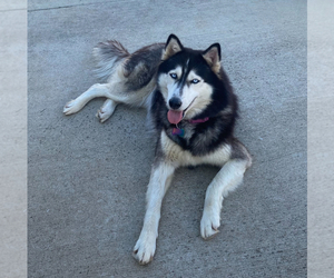 Mother of the Siberian Husky puppies born on 09/20/2025