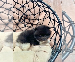 Pomeranian Puppy for sale in WEBSTER, FL, USA