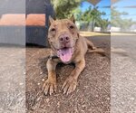 Small #10 American Pit Bull Terrier Mix