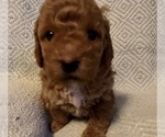 Small Photo #11 Goldendoodle (Miniature) Puppy For Sale in MOUNT PLEASANT, SC, USA