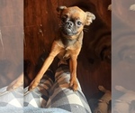Small #13 Brussels Griffon